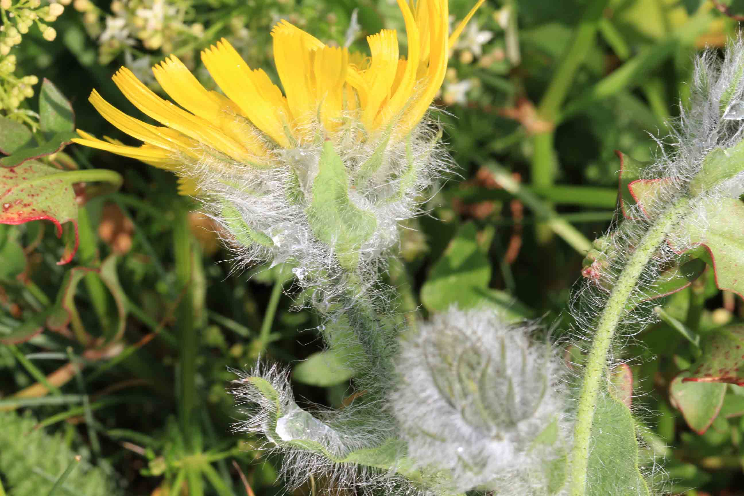 Hieracium villosum / Sparviere del calcare